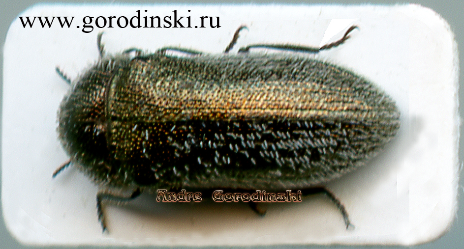 http://www.gorodinski.ru/buprestidae/Acmaeoderella gibbulosa.jpg